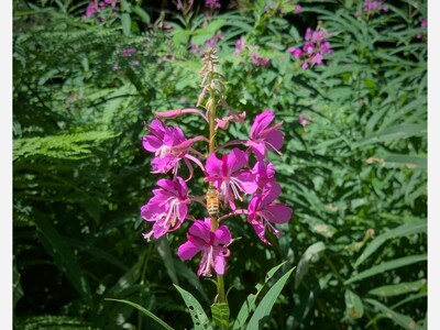Meet the fireweed of Hamlin Park (not a weed!)