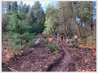 Hamlin Park Forest Restoration work party